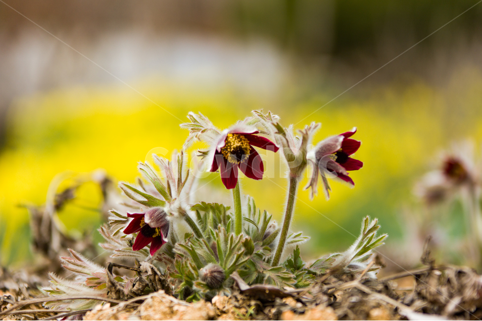 봄,꽃,할미꽃,자연,붉은색,봄,계절,spring,season,식물,자연,plants,nature,꽃,flower,plant