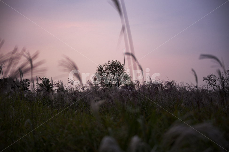 grass,plant,식물,lawn,잔디,갈대,reed,노을,sunset,trees,나무