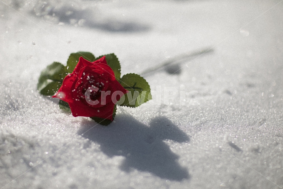 감성사진,컨셉사진,장미,겨울,눈,겨울,계절,winter,season,식물,자연,plants,nature,꽃,flower