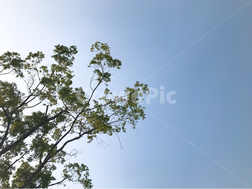 하늘,나무,공원,한강,봄,낮,낮하늘