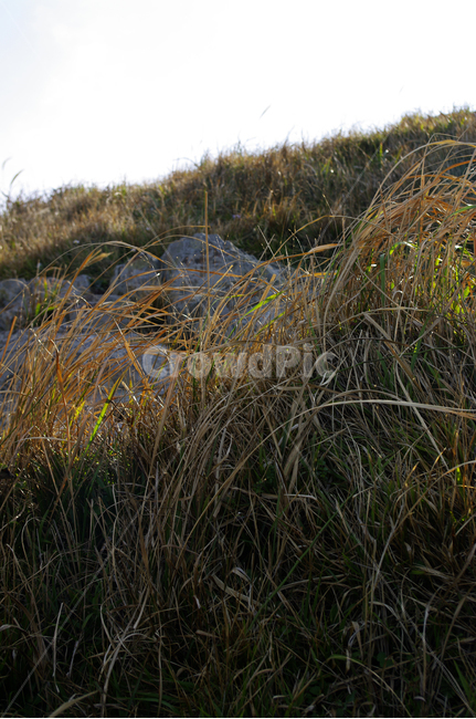 언덕,풀,잡초,풍경,식물,grass,잔디,plant,lawn,reed,갈대