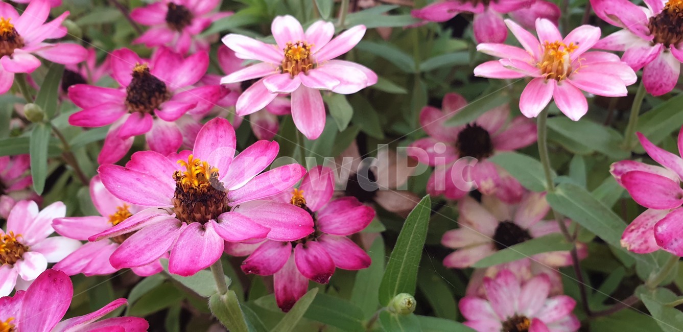 제라늄,꽃,blassom,geranium,식물,plant,식물,자연,plants,nature,꽃,flower