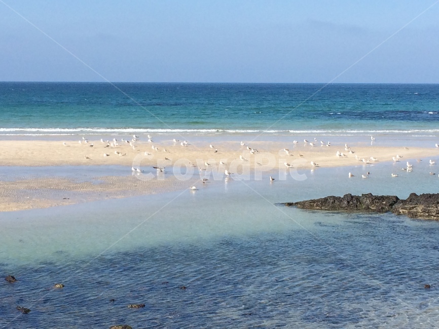 제주도,바다,갈매기,sea,outdoors,옥외,ocean,nature,자연,shoreline,해안선,beach,바닷가,coast,연안
