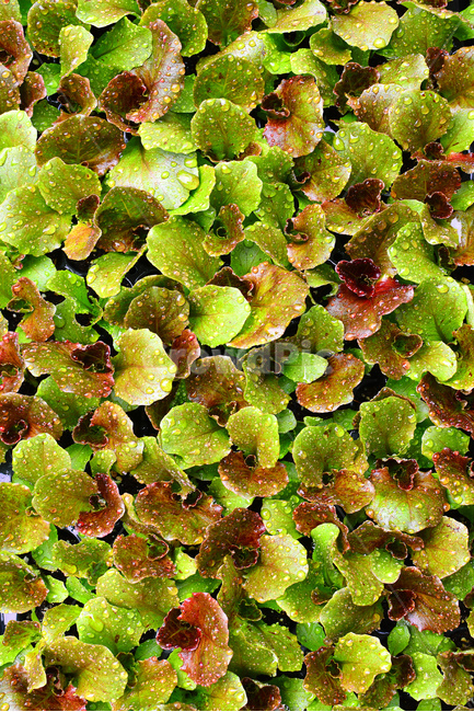 채소,야채,쌈채소,방풍나물,봄나물,음식,식재료,food,green,fresh,신선한,싱싱한,plant,건강식품,푸성귀,건강식,vegetable,상추,적상추,채소밭,어린,이슬,물방울,식물,자연,plants,nature,음식,식재료,요리,food,cook,meal,dishes,food reserves,채소,야채,vegetables