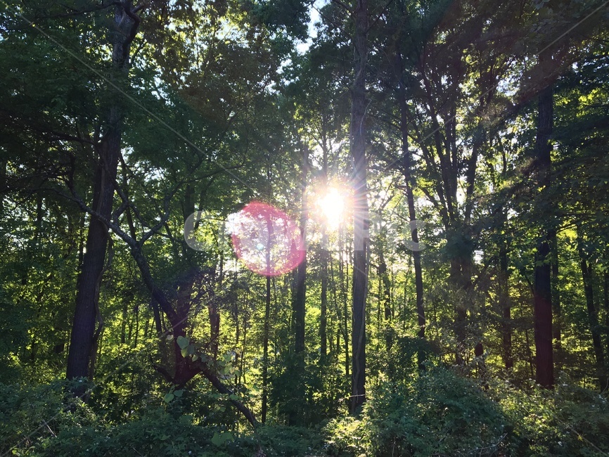 나무,햇빛,숲,초록색,trees,sunlight,forest,green