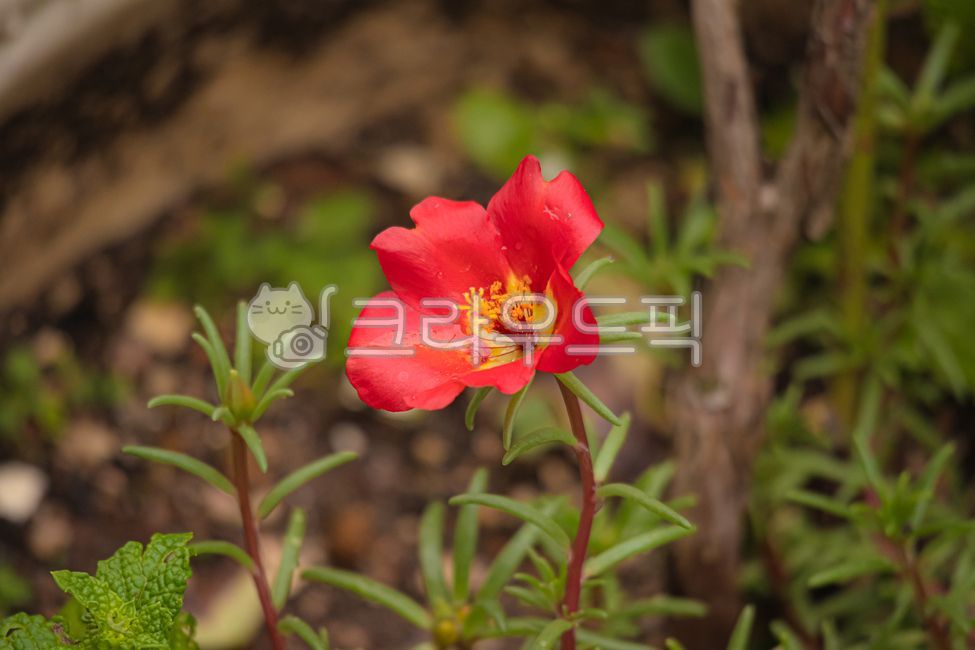 flower,flower,single flower,single flower,plant,nature,plants,nature