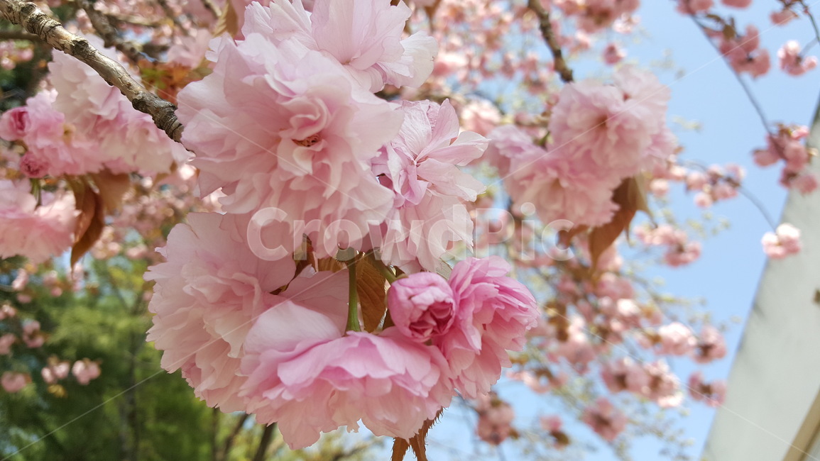 벚꽃,버찌,벚나무,봄꽃,분홍벚꽃,봄,계절,spring,season,식물,자연,plants,nature,꽃,flower,plant,blossom