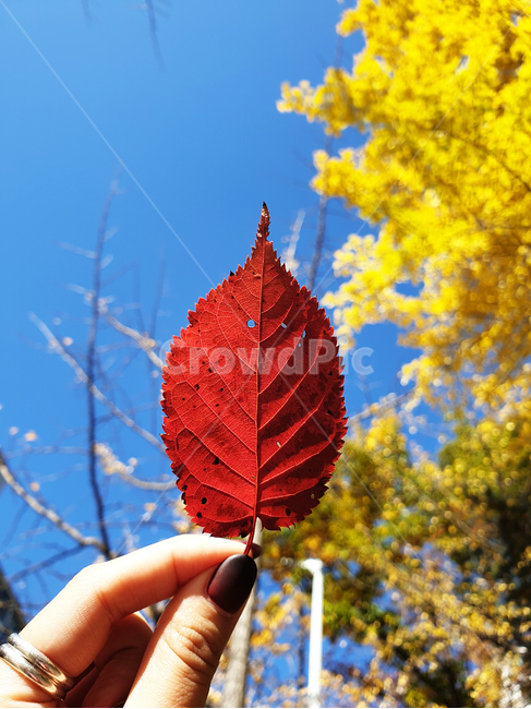 가을,단풍,은행,단풍잎,은행잎,하늘,나무,손,human,인간,person,사람,veins,plant,식물,leaf,잎,가을,계절,fall,autumn,season,식물,자연,plants,nature
