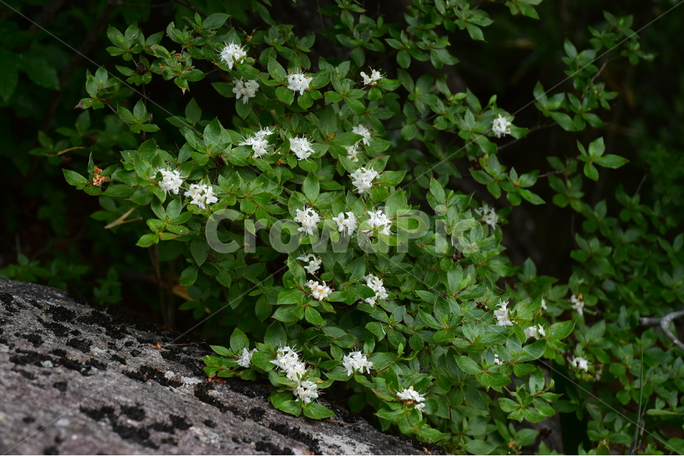 흰참꽃나무,야생화,생태,식물,자연,꽃,여름,힐링,플라워,계절,wildflower,flower,plants,nature,season,배경,목본,나무,감성,느낌,emotion,feeling,진달래과,진달래속,여름꽃,식물,자연,plants,nature,꽃,flower