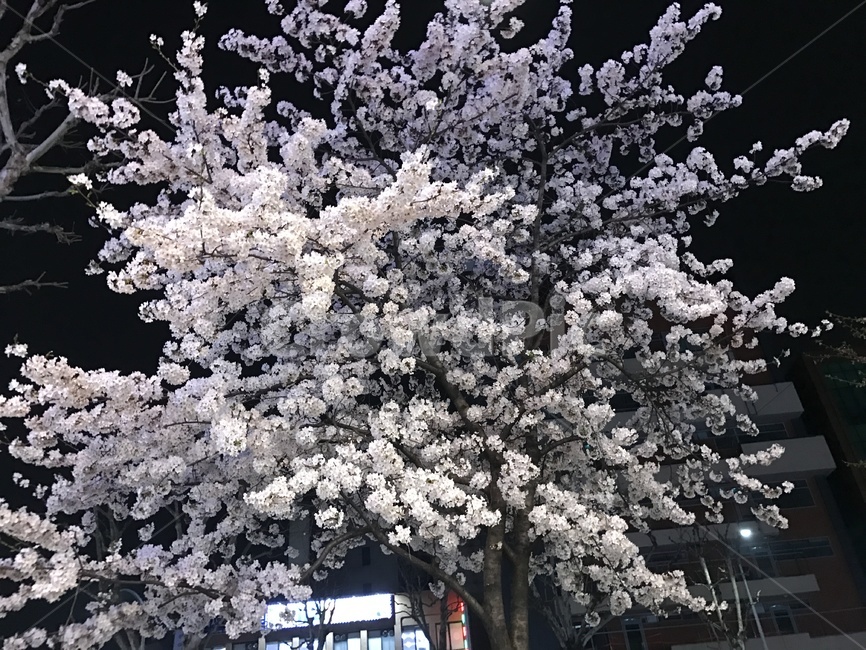 벚꽃,야경,봄,꽃,식물,봄,계절,spring,season,꽃,flower,plant