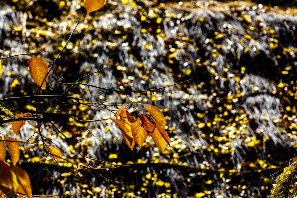 가을,단풍,은행잎,낙엽,식물,잎,추경,가을,계절,fall,autumn,season,식물,자연,plants,nature