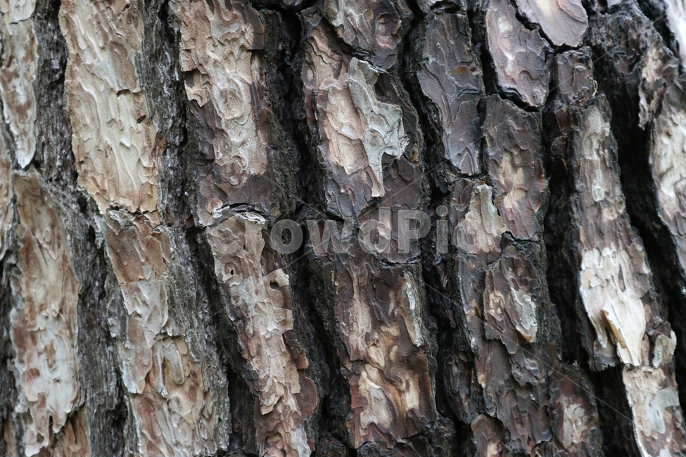 소나무껍질,나무,텍스쳐,질감,문양,패턴,자연,식물,무늬,pine,bark,tree,texture,pattern,design,nature,plant,갈색,brown,메마른,건조한,갈라진,나뭇결,나무결