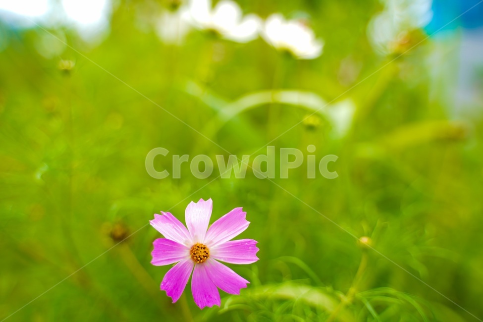 plant,식물,꽃,자연,녹색