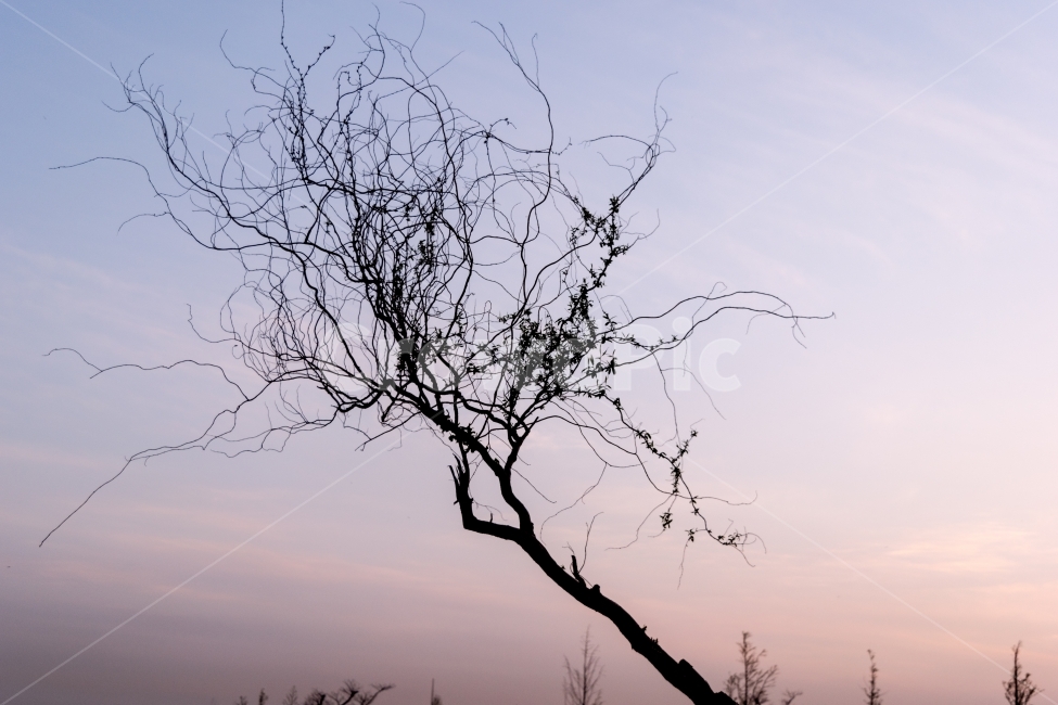 나무,일몰,일출,역광,가지,하늘,노을,새벽,아침,저녁,구름,겨울,계절,winter,season,식물,자연,plants,nature,나무,trees,wood