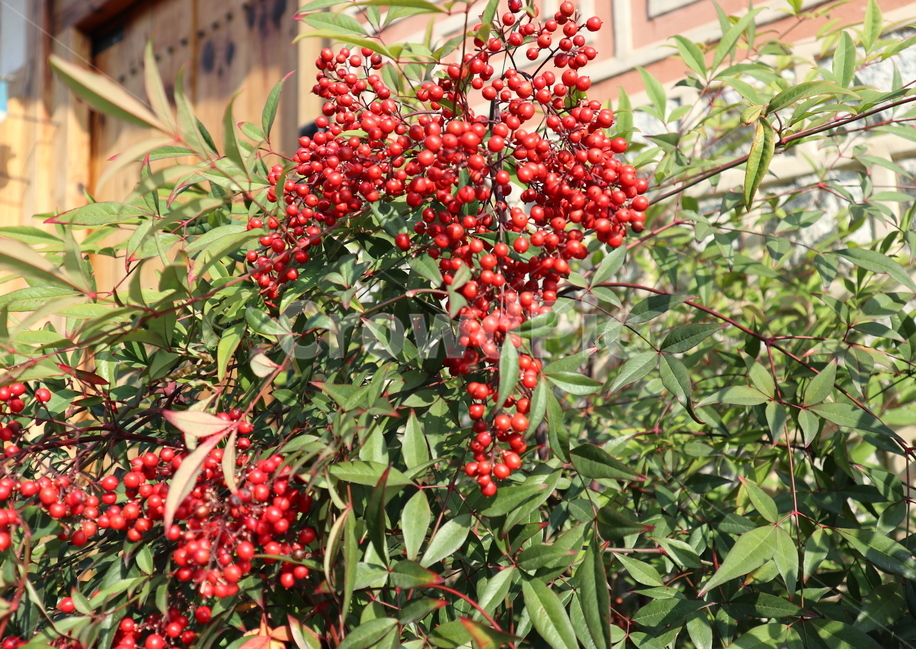 식물,열매,레드,빨강,잎,식물,자연,plants,nature,과일,열매,fruit