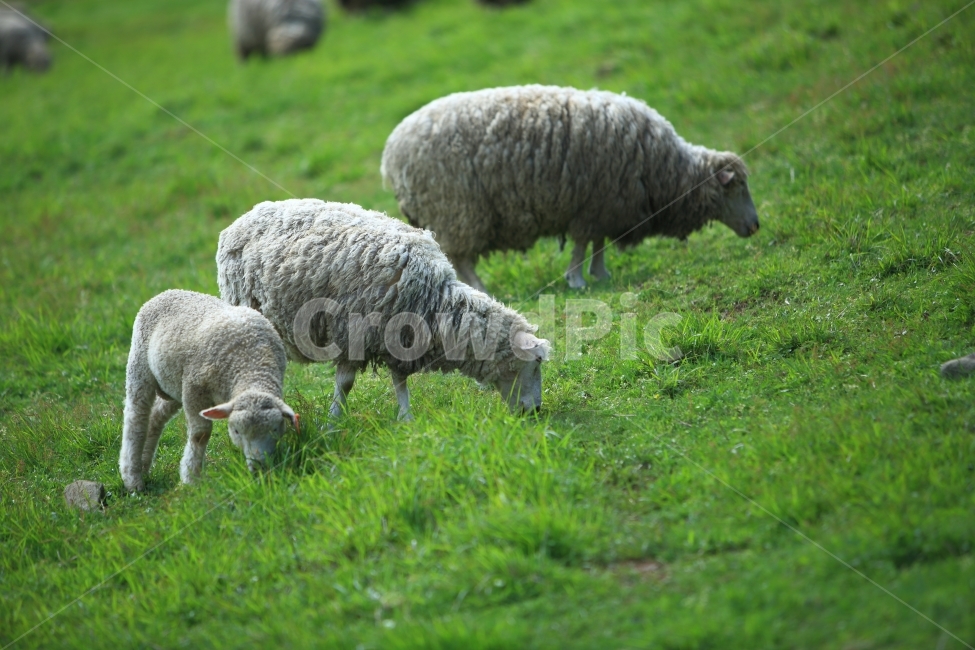양떼목장,무등산,자연,풍경,목장,동물,animal,포유류,mammal,산업,industry,industrial,목축업,목장,livestock farming,ranching,pasture