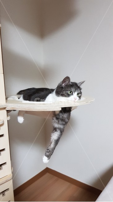 고양이,스코티쉬,캣타워,cat,집