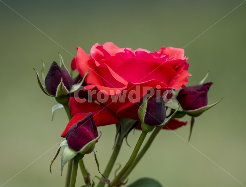 꽃,장미,식물,로즈,야생화,식물,자연,plants,nature,꽃,flower