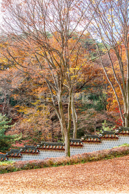 현충사,풍경,가을,돌담,낙엽,단풍,정원,가을,계절,fall,autumn,season,자연,풍경,nature,landscape,한국자연풍경,한국자연경관,korea nature landscape,한국전통,한국문화,korean traditional,korean culture,식물,plants,나무,trees,wood,plant,tree,tree trunk,나무 줄기