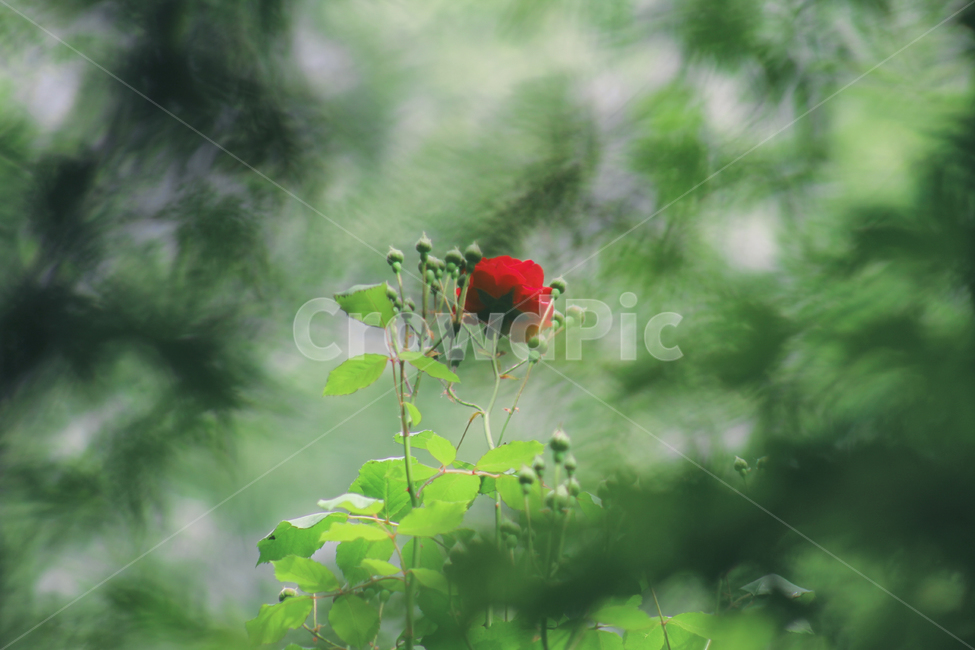 flower,꽃,rose,장미,blossom,식물,plant,빨간장미,감성사진,redrose,꽃한송이,꽃망울,green,leaf,잎,식물,자연,plants,nature,꽃,flower