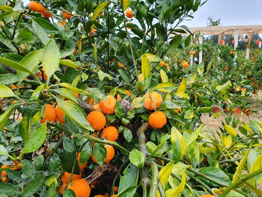 귤,과일,식물,plant,fruit,귤나무,귤밭,food,citrus,감귤류