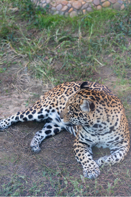 동물,동물원,표범,포유류,가을,animal,mammal,잔디,바닥,동물,animal,포유류,mammal