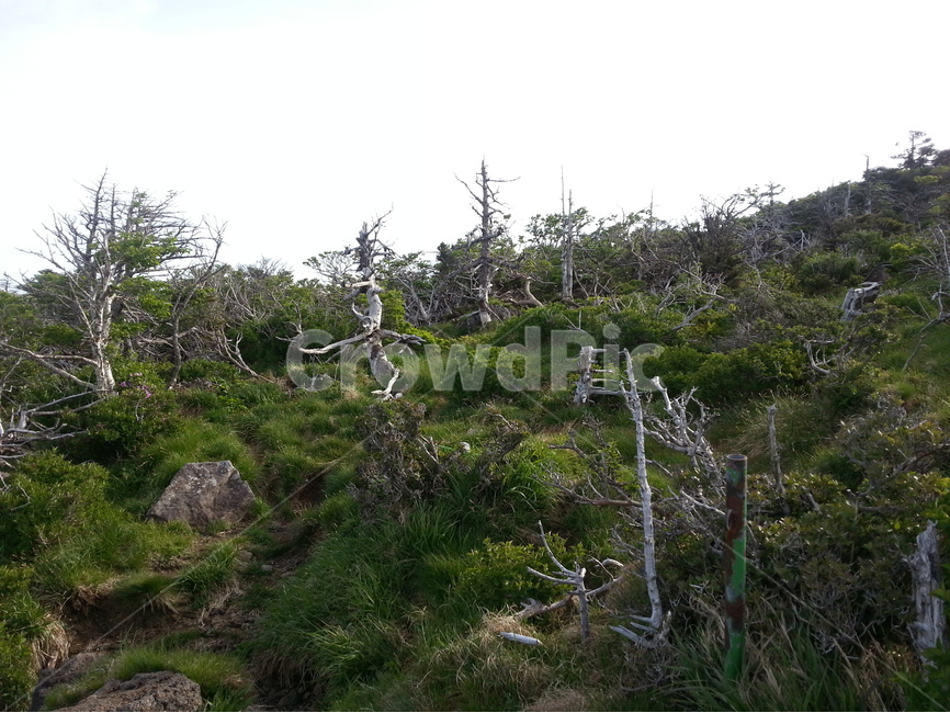 제주도,한라산,영실코스,주목,고사목,자연,풍경,nature,landscape,식물,plants,나무,trees,wood,tree,plant,fir,전나무,conifer,구과 식물