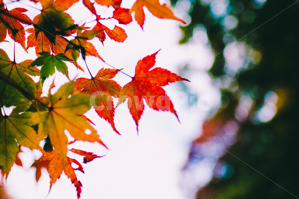 풍경,배경,가을,단풍,등산,전라도,내장산,background,scenery,autumn,maple,mountain,계절,fal,lseason,자연,nature,landscape,한국자연풍경,한국자연경관,koreanaturelandscape,한국전통,한국문화,koreantraditional,koreanculture,사람들,대중,군중,other,people,crowd,물들다,반영,백암사,오색,명소,배경화면,가을,계절,fall,autumn,season,식물,자연,plants,nature,감성,sensible,feeling,plant,leaf,잎,tree,나무
