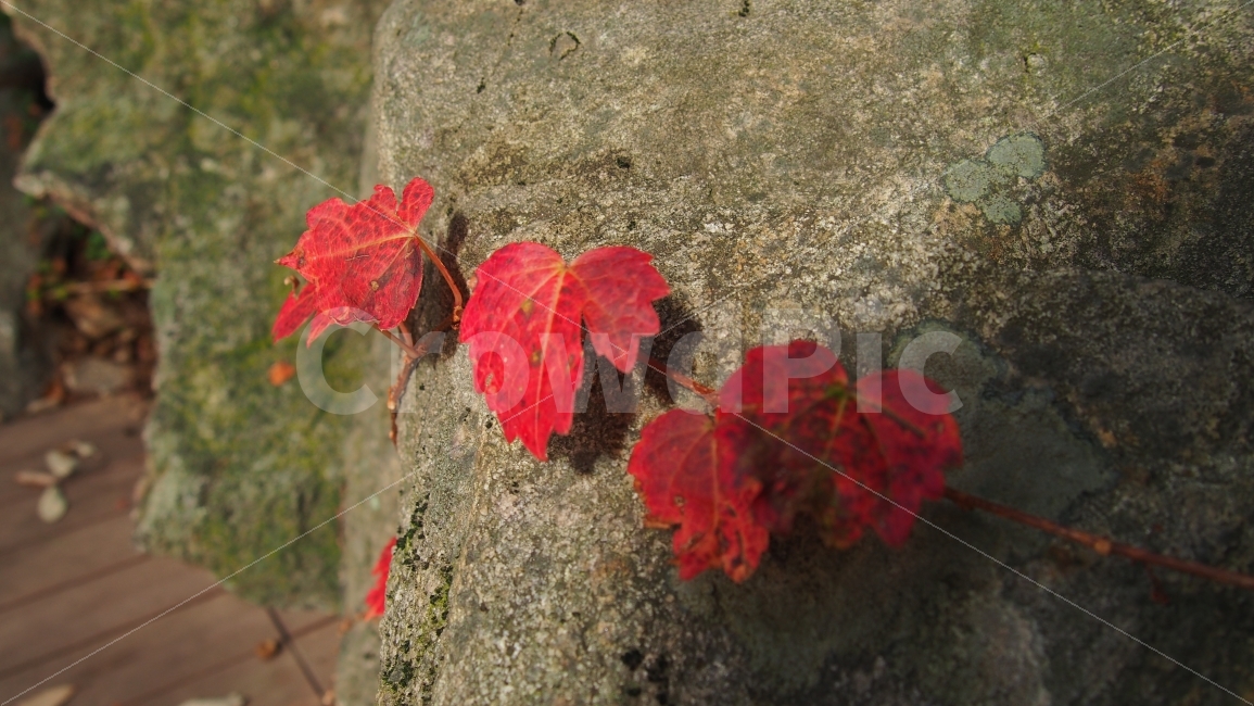 가을,담쟁이,넝쿨,낙엽,화담숲,산책,가을,계절,fall,autumn,season,식물,자연,plants,nature,leaf,잎,plant,tree,나무
