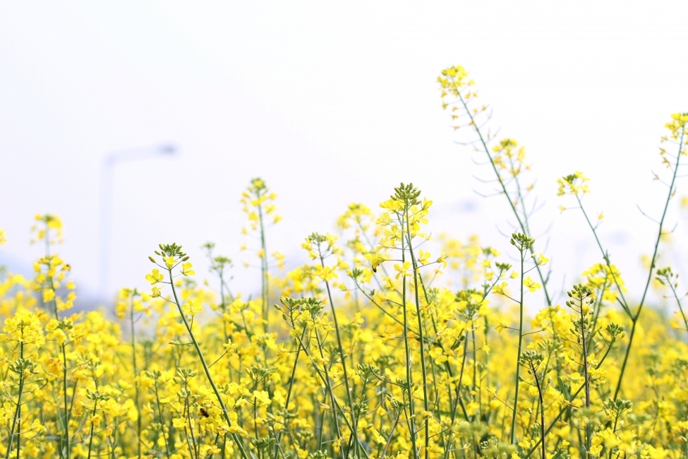 유채꽃,봄꽃,식물,자연,감성사진,봄,계절,spring,season,식물,자연,plants,nature,꽃,flower,outdoors,옥외,grassland,목초지,field,들,meadow,farm,농장,rural,농촌