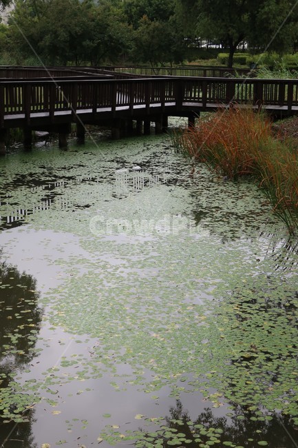 서울,창포원,식물원,도시,공원,습지,조성,숲,산책,산책로,자연,풍경,nature,landscape,water,물,outdoors,옥외