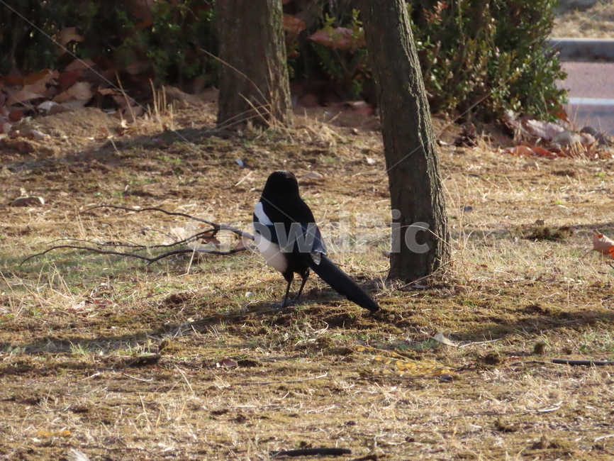 까치,동물,잡초,흙,봄,새,조류,갈색,식물,자연,한국조류,magpie,animal,weed,dirt,nature,spring,bird,brown,flora,동물,animal,조류,새,birds