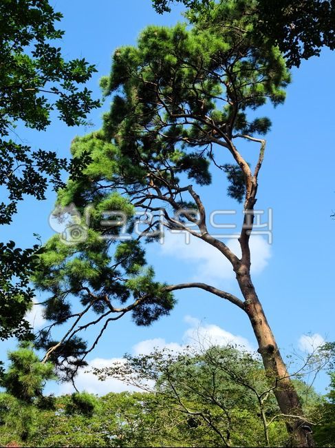 장흥평화리송백정,200년소나무,육송,보호수,배롱나무군락지,식물,tree,소나무보호수
