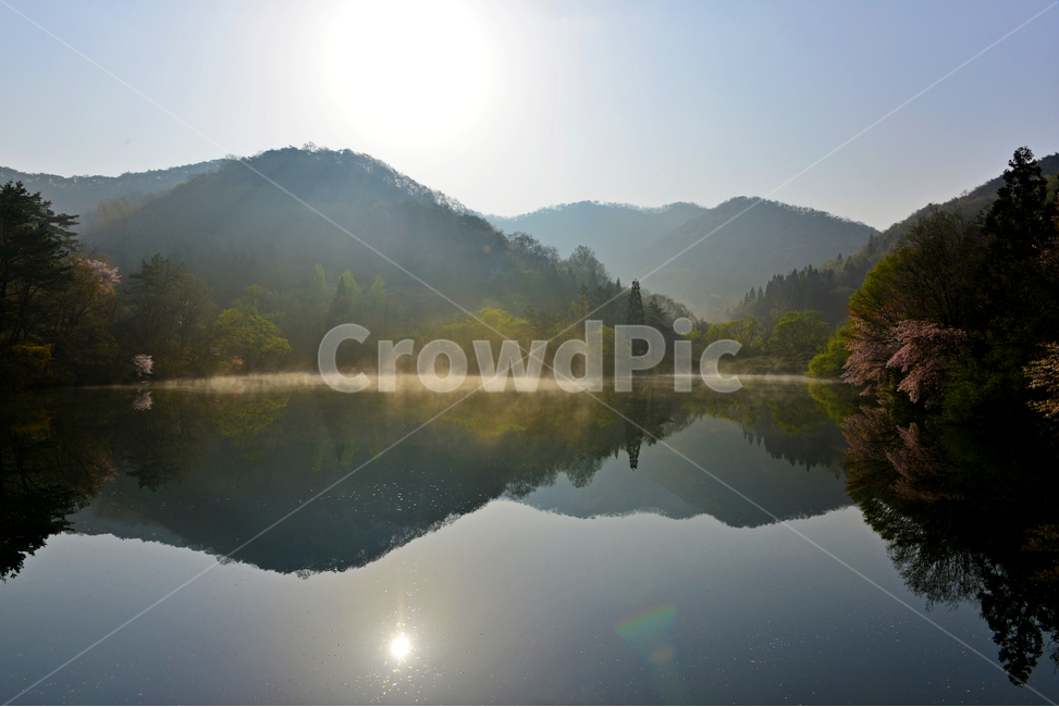 전남,화순,세량지,세량제,저수지,벚꽃,산벚꽃,봄,계절,반영,물안개,여명,아침,nature,자연,outdoors,옥외,water,물,plant,식물,fir,전나무,tree,나무,weather,날씨,경치,경관,풍경