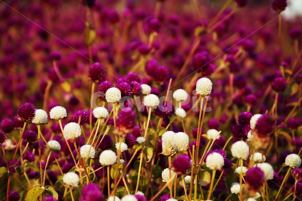 천일홍,꽃축제,꽃길,식물,자연,식물,자연,plants,nature,꽃,flower