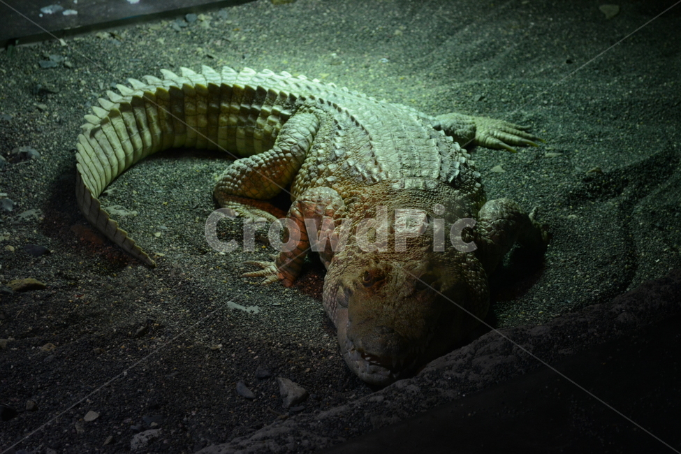 동물,악어,crocodile,animal,도마뱀
