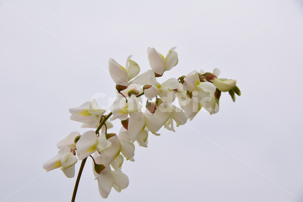 아카시아,꽃,아까시나무,나무,힌색,자연,식물,nature,plants,flower,플라워,향기,달콤한,힐링,healing,feeling,농촌