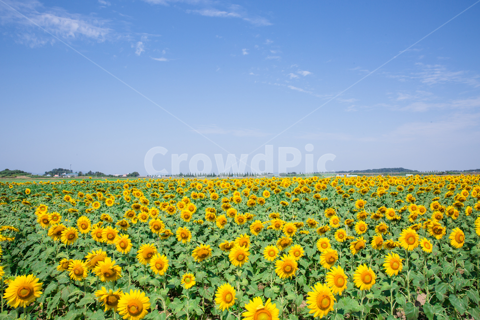 해바라기,꽃,노랑,여름,빛,여름,계절,summer,season,식물,자연,plants,nature,꽃,flower,plant
