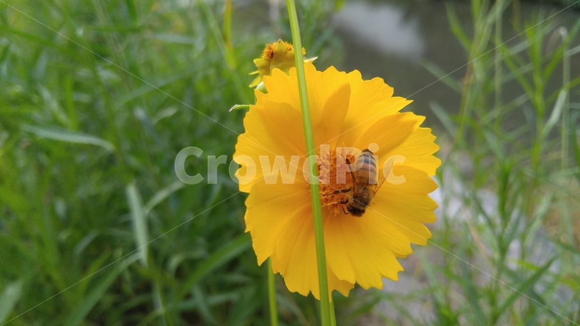 큰금계국,국화,꽃,노랑꽃,노랑색,벌,꿀벌,녹색,식물,배경,감성,계절,flower,yellowflowers,yellow,green,bee,honeybee,plants,background,emotional,season