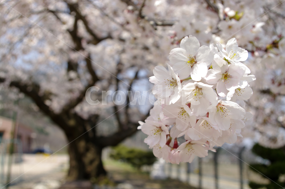 벚꽃,봄,flower,plant,식물,봄,계절,spring,season,식물,자연,plants,nature,꽃,flower,blossom