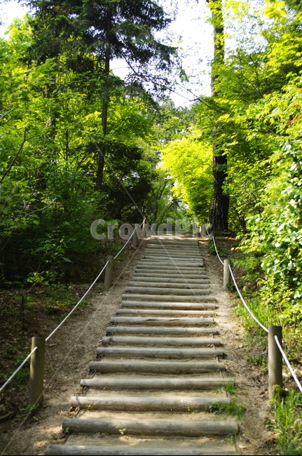 숲,나무,식물,plant,봄,spring,초록,잎,계단,길,자연,풍경,nature,landscape,outdoors,옥외,garden,정원,staircase,arbour,정자