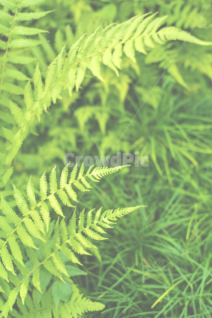 green,나뭇잎,뜰,성장,봄,여름,신선,주변,근접,엽상체,덤불,무성한,매크로,flower,네이처,들판,계절,목초지,목초,beautiful,내추럴,배경,풍성한,봄배경,양치류,식물,plant,식물,자연,plants,nature