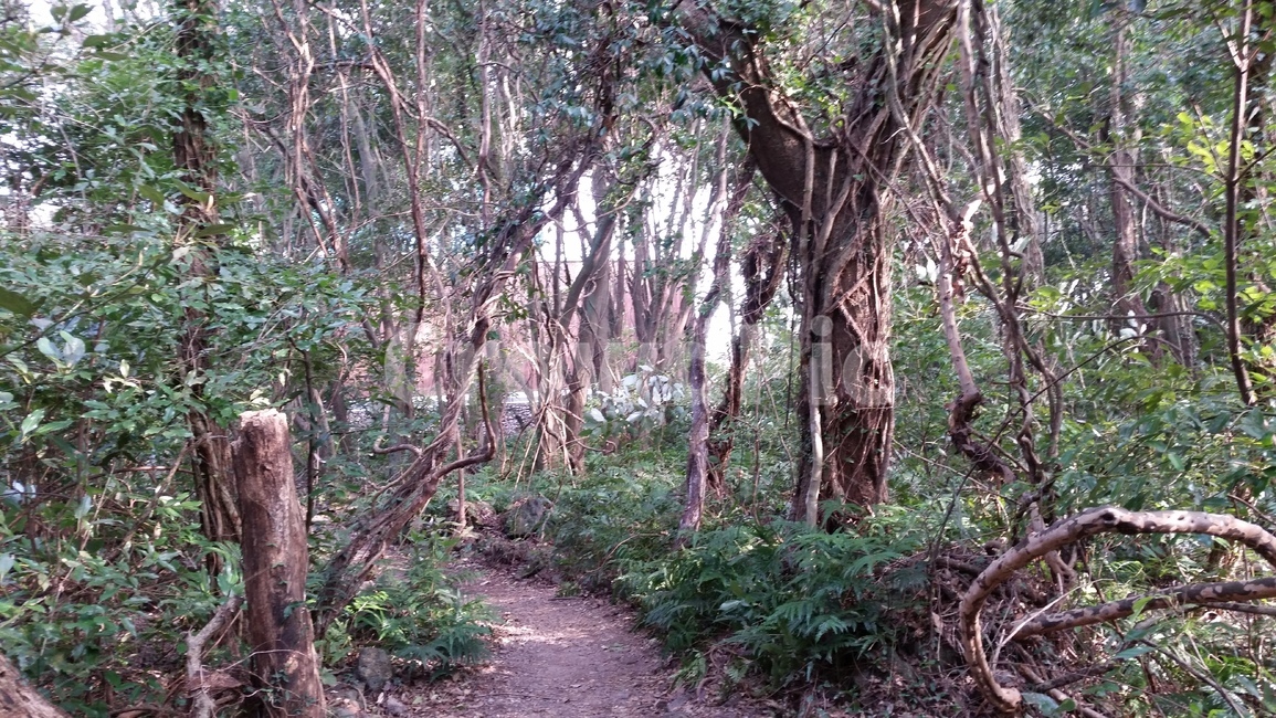 나무,숲,산책,바위,산책로,tree,식물,wood,forest,덤불숲,삼림지대,thicket,grove,woodland,walk,trail,오솔길,path