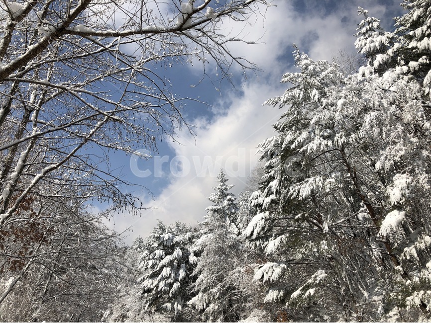 눈,강원도,나무,소나무,바람,한계령,겨울,계절,winter,season,자연,풍경,nature,landscape,한국자연풍경,한국자연경관,korea nature landscape,plant,식물,tree,abies,아비,fir,전나무