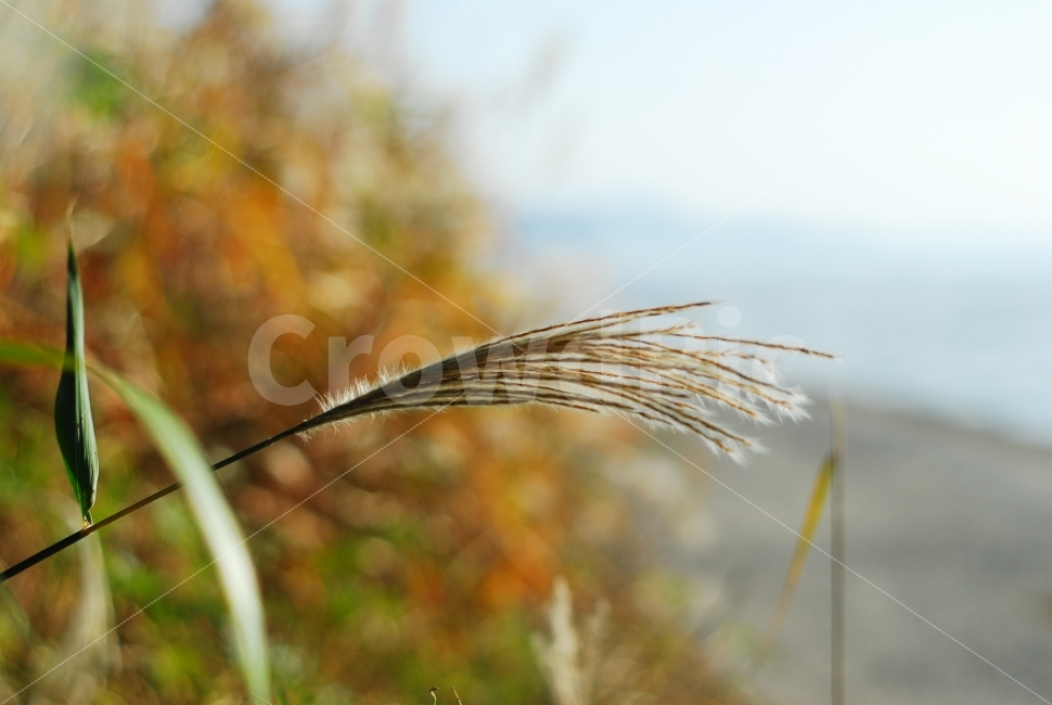 억새,갈대,가을풍경,가을,가을색,가을,계절,fall,autumn,season,식물,자연,plants,nature,감성,sensible,feeling,grass,잔디,plant