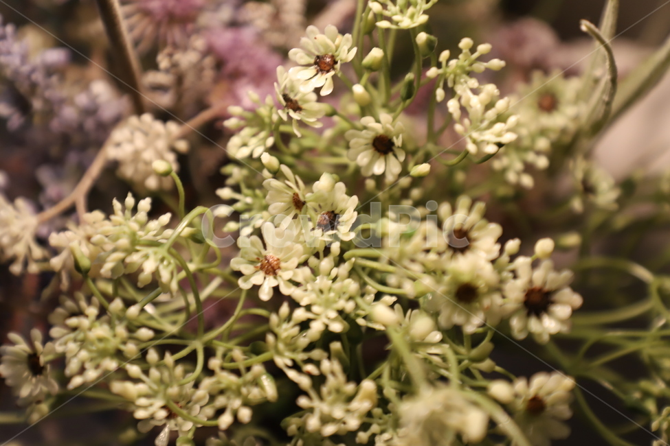 plant,식물,blossom,flower,꽃,식물,자연,plants,nature,꽃,flower