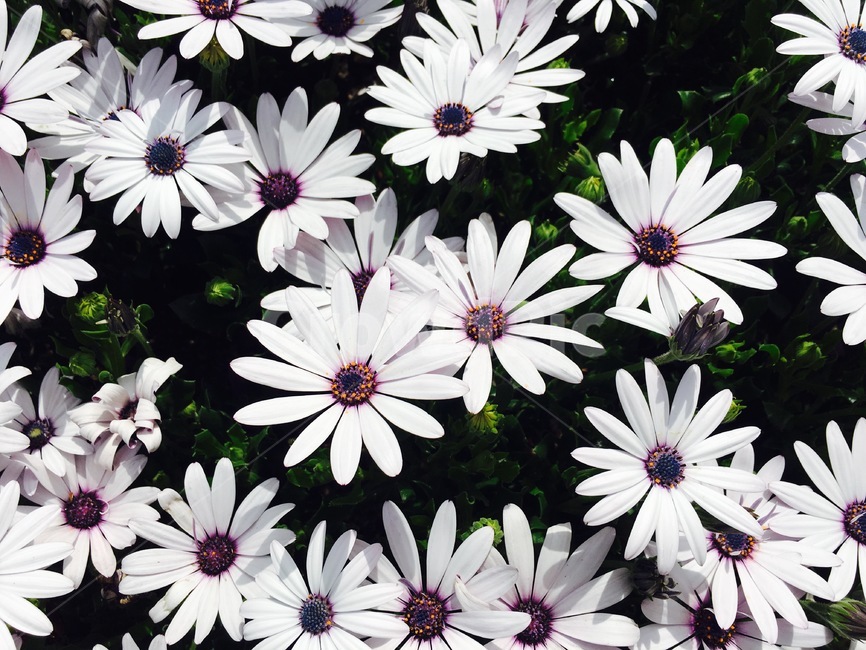 꽃,자연,봄,흰색,식물,식물,자연,plants,nature,꽃,flower