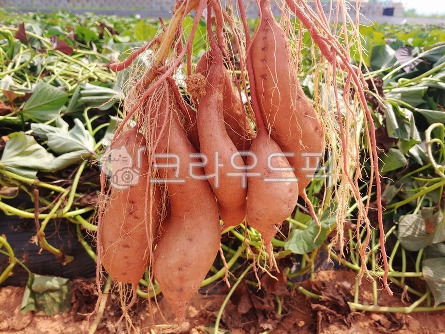 sweet potato,Sweet potato cultivation,Sweet potato farming,Sweet Potato Harvest,plant,farming,sweet potato field,ingredients,Agriculture