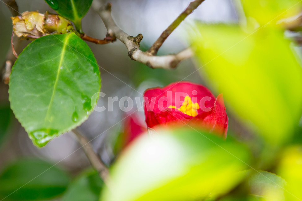 동백꽃,빨간꽃,꽃,봄날,꽃이미지,식물,자연,plants,nature,꽃,flower