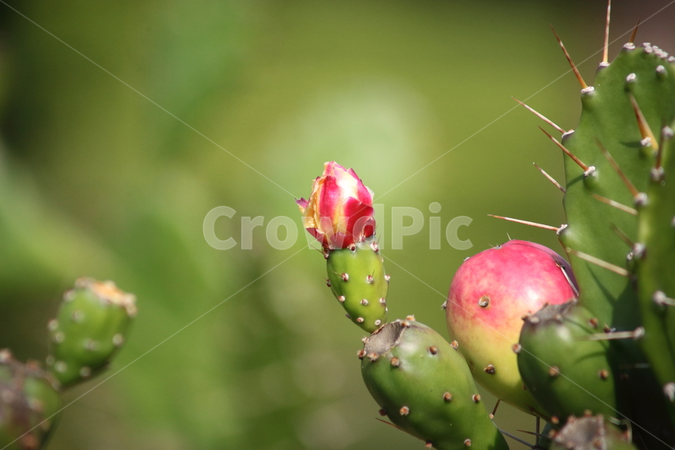 Cactus,Centennial Plant,Fruit,Indian Fig,Flower,Cactus Fruits,Cactus